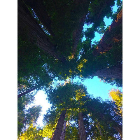 Tree Canopy IX Black Modern Wood Framed Art Print with Double Matting by Grayscale