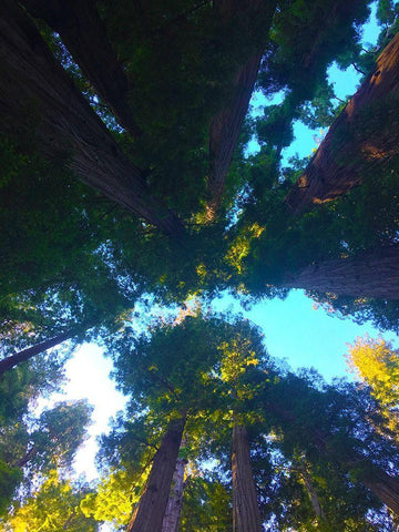 Tree Canopy IX Black Ornate Wood Framed Art Print with Double Matting by Grayscale