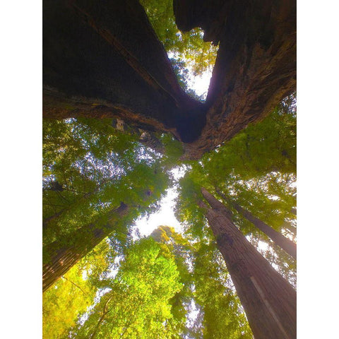 Tree Canopy XIII Black Modern Wood Framed Art Print with Double Matting by Grayscale