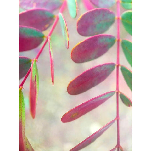 Round Leaves I White Modern Wood Framed Art Print by Grayscale