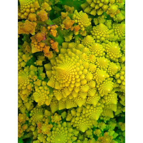 Natural Fractals I White Modern Wood Framed Art Print by Grayscale