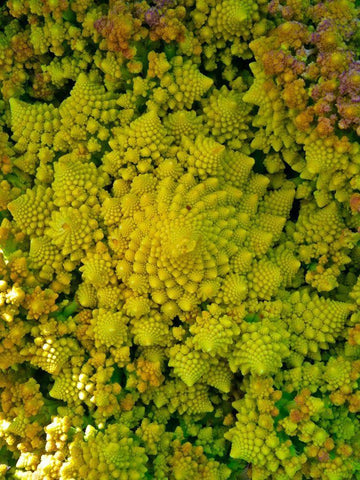 Natural Fractals II White Modern Wood Framed Art Print with Double Matting by Grayscale