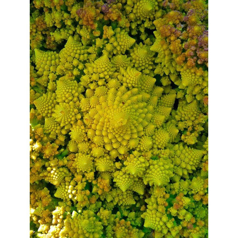 Natural Fractals II Black Modern Wood Framed Art Print by Grayscale