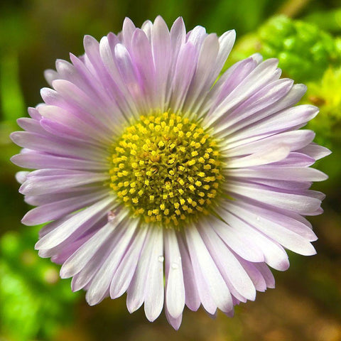 Daisy I Gold Ornate Wood Framed Art Print with Double Matting by Grayscale