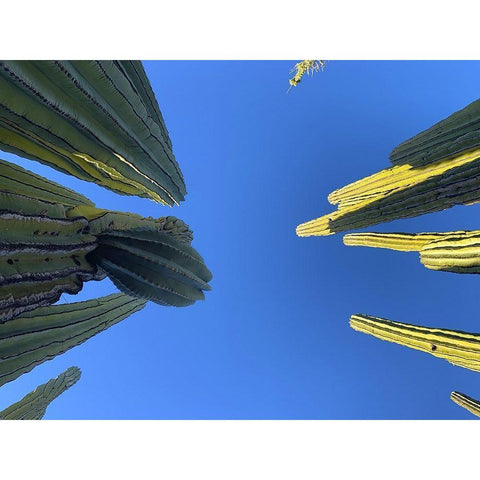 Desert Canopy I Black Modern Wood Framed Art Print with Double Matting by Grayscale