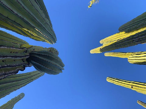 Desert Canopy I White Modern Wood Framed Art Print with Double Matting by Grayscale