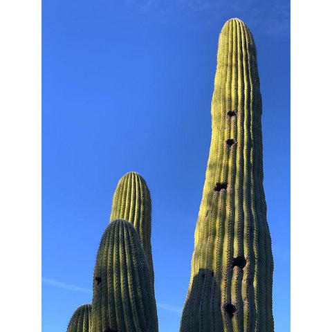 Desert Canopy II Black Modern Wood Framed Art Print by Grayscale