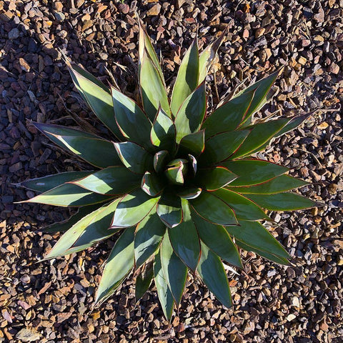 Agave I Black Modern Wood Framed Art Print by Grayscale