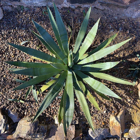 Agave II Black Modern Wood Framed Art Print by Grayscale