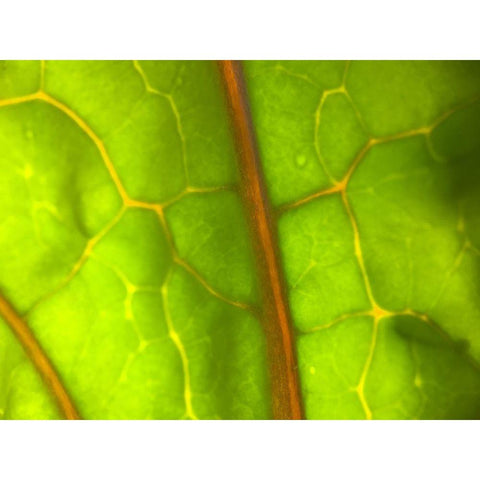 Backlight Leaf I Black Modern Wood Framed Art Print with Double Matting by Grayscale