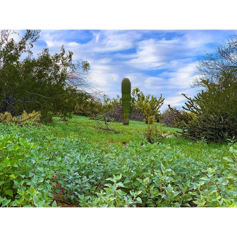 Desert Color II Black Modern Wood Framed Art Print with Double Matting by Grayscale