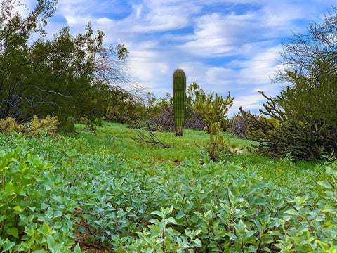 Desert Color II White Modern Wood Framed Art Print with Double Matting by Grayscale