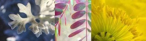 Natural Collage I Black Ornate Wood Framed Art Print with Double Matting by Grayscale