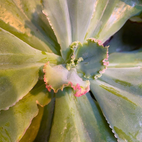 Ribbons IV Black Modern Wood Framed Art Print by Grayscale