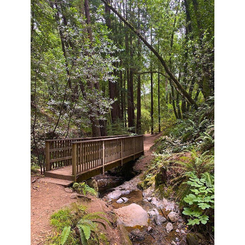 Forest Bridge III White Modern Wood Framed Art Print by Grayscale