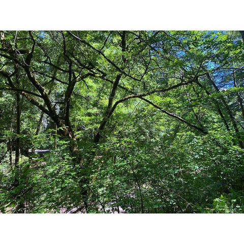 Forest Canopy I White Modern Wood Framed Art Print by Grayscale