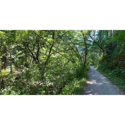 Forest Canopy II White Modern Wood Framed Art Print by Grayscale