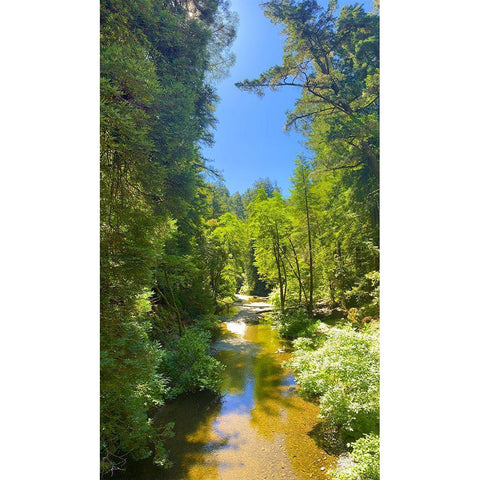 Salmon Stream I Black Modern Wood Framed Art Print by Grayscale