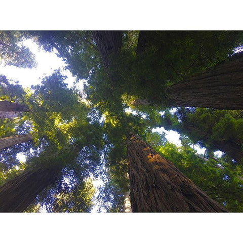 Tree Canopy XIV White Modern Wood Framed Art Print by Grayscale