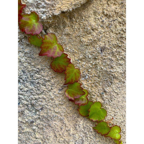 Ivy I Black Modern Wood Framed Art Print by Grayscale