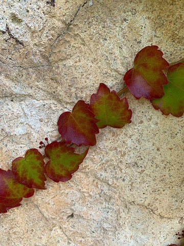 Ivy II White Modern Wood Framed Art Print with Double Matting by Grayscale