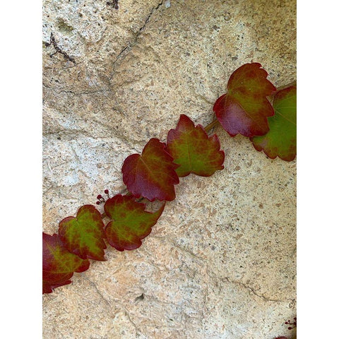 Ivy II Black Modern Wood Framed Art Print by Grayscale