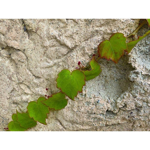 Ivy III White Modern Wood Framed Art Print by Grayscale