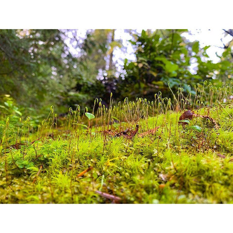 Miniature Forest I Black Modern Wood Framed Art Print by Grayscale