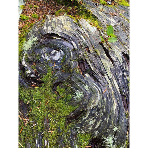 The Scream Gold Ornate Wood Framed Art Print with Double Matting by Grayscale