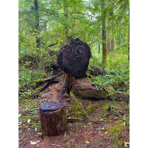 Forest Happy Face III Gold Ornate Wood Framed Art Print with Double Matting by Grayscale