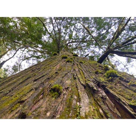 Tree Canopy XV Gold Ornate Wood Framed Art Print with Double Matting by Grayscale