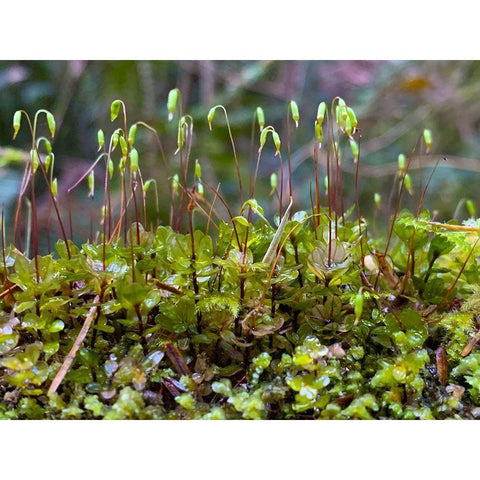 Forest Floor I Black Modern Wood Framed Art Print by Grayscale