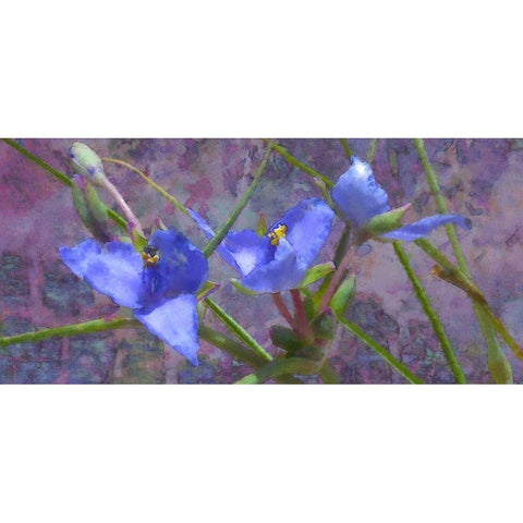 Tradescantia Black Modern Wood Framed Art Print with Double Matting by Popcorn