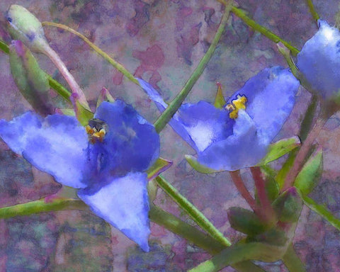 Tradescantia Black Ornate Wood Framed Art Print with Double Matting by Popcorn