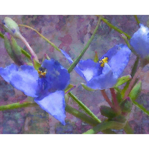 Tradescantia Black Modern Wood Framed Art Print by Popcorn