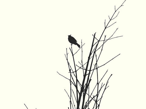 Bird Silhouette: BandW White Modern Wood Framed Art Print with Double Matting by Popcorn
