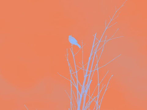 Bird Silhouette I White Modern Wood Framed Art Print with Double Matting by Popcorn