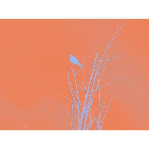 Bird Silhouette I Black Modern Wood Framed Art Print by Popcorn