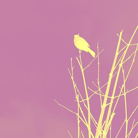 Bird Silhouette III White Modern Wood Framed Art Print with Double Matting by Popcorn