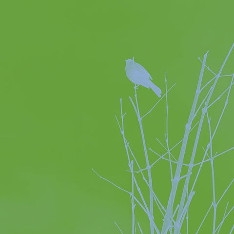 Bird Silhouette VI White Modern Wood Framed Art Print with Double Matting by Popcorn