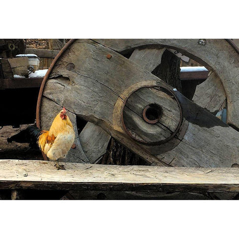 Cock of the Walk Black Modern Wood Framed Art Print by Popcorn