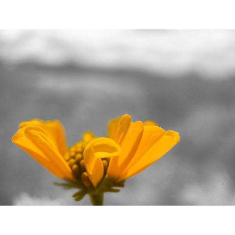 Brittle Bush B-W White Modern Wood Framed Art Print by Popcorn