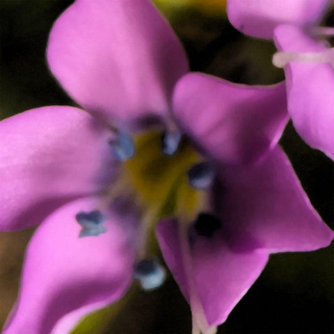 Magenta Flower  Black Ornate Wood Framed Art Print with Double Matting by Popcorn