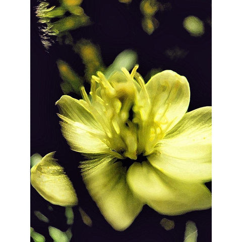 Moody White Flower II White Modern Wood Framed Art Print by Popcorn