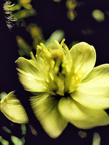 Moody White Flower II White Modern Wood Framed Art Print with Double Matting by Popcorn