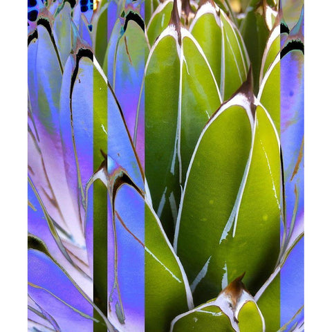 Moods Agave IV Black Modern Wood Framed Art Print with Double Matting by Tenoever, William