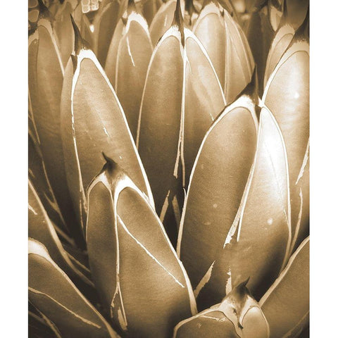 Agave Sepia Black Modern Wood Framed Art Print by Tenoever, William