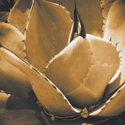 Mescal Agave: Sepia Black Modern Wood Framed Art Print by Tenoever, William