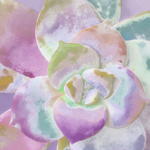 Moods Succulent II Black Modern Wood Framed Art Print with Double Matting by Tenoever, William