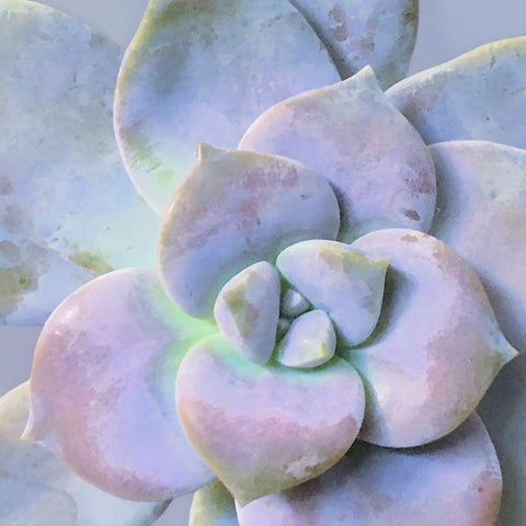 Moods Succulent III Gold Ornate Wood Framed Art Print with Double Matting by Tenoever, William